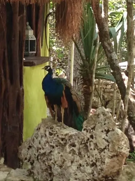 Bed & Breakfast Bed and Breakfast Casa Selva Orquideas Macario Gomez